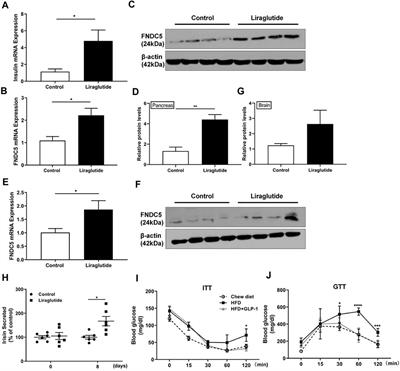 GLP-1 Induces the Expression of FNDC5 Derivatives That Execute Lipolytic Actions